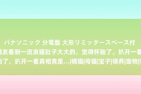パナソニック 分電盤 大形リミッタースペース付 露出・半埋込両用形 网友看到一流浪猫肚子大大的，觉得怀胎了，扒开一看真相竟是...|橘猫|母猫|宝子|领养|宠物|驯养动物